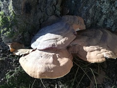 Ganoderma