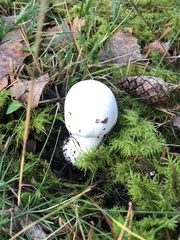 Amanita virosa