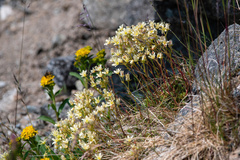Saxifraga bronchialis