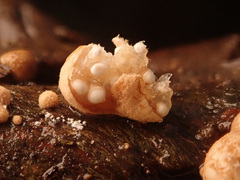 Nidularia deformis