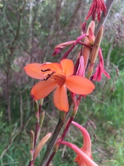 Watsonia meriana