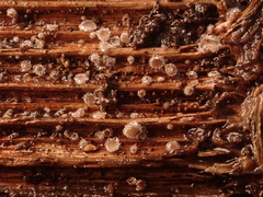 Trichopeziza mollissima