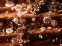 Trichopeziza mollissima