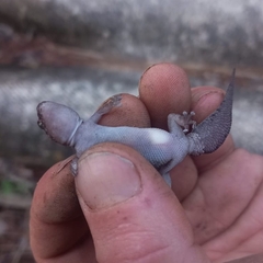 Pachydactylus affinis