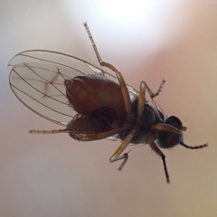 Acalyptratae