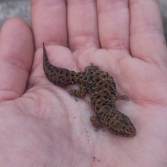 Pachydactylus affinis