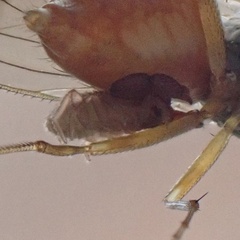 Pseudoscorpiones