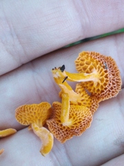 Favolaschia