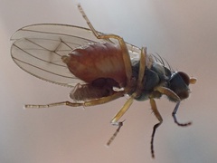 Acalyptratae