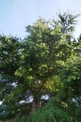 Cedrus atlantica