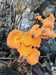 Favolaschia