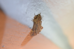 Ptilophora plumigera