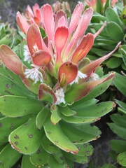 Mimetes fimbriifolius