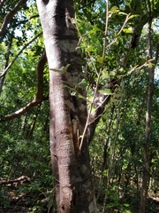Capparis cynophallophora