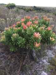 Mimetes fimbriifolius