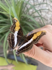 Doxocopa