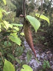 Matelea floridana