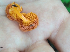 Favolaschia