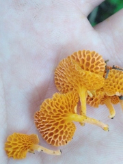 Favolaschia