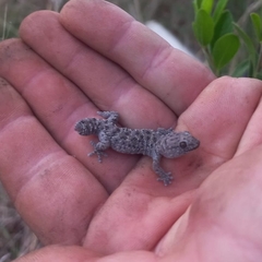 Pachydactylus affinis