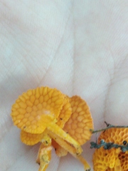 Favolaschia