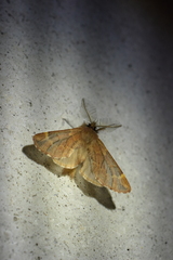 Ptilophora plumigera