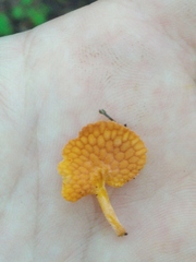 Favolaschia
