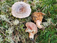 Lactarius quieticolor