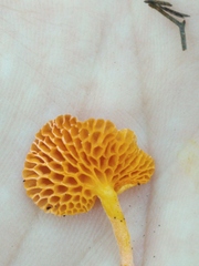 Favolaschia