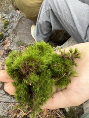 Dicranella heteromalla