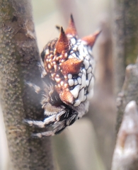 Gasteracanthinae