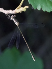 Lestes rectangularis