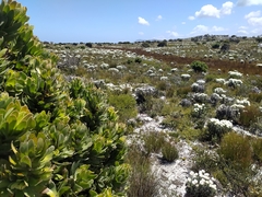 Mimetes fimbriifolius