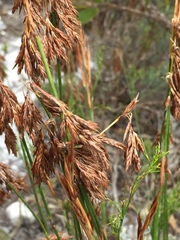 Thamnochortus insignis