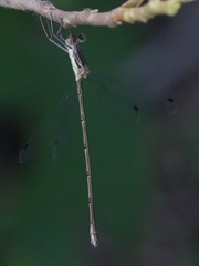 Lestes rectangularis
