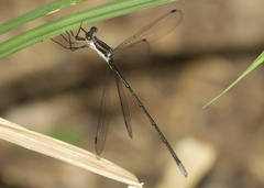 Lestes vigilax