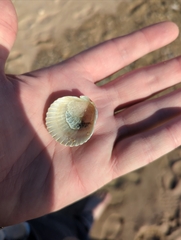 Argopecten irradians