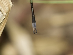 Lestes vigilax