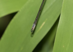 Lestes vigilax