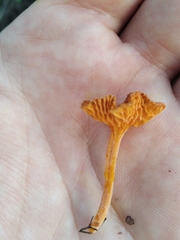 Favolaschia
