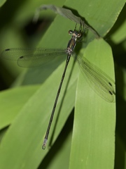 Lestes vigilax