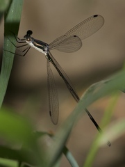 Lestes vigilax