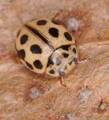 Tytthaspis sedecimpunctata