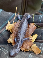 Ambystoma 'unisexual complex'