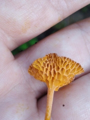 Favolaschia