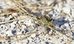 Arigomphus lentulus