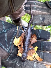 Ambystoma 'unisexual complex'