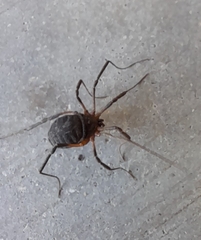 Eumesosoma