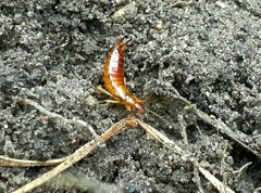 Apterygida albipennis