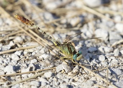 Arigomphus lentulus